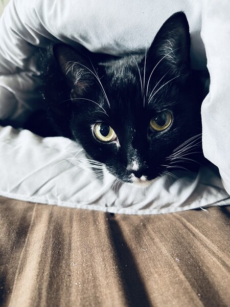 黒猫