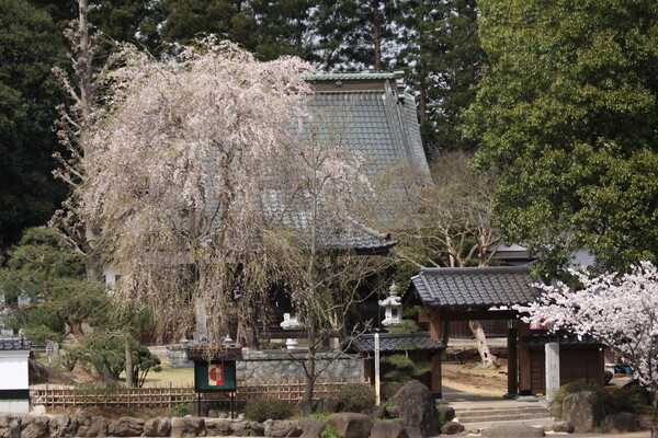 浄乗寺の桜