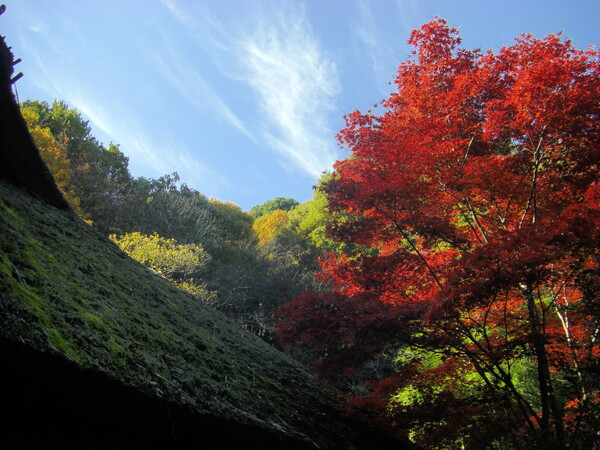 藁ぶき屋根と紅葉