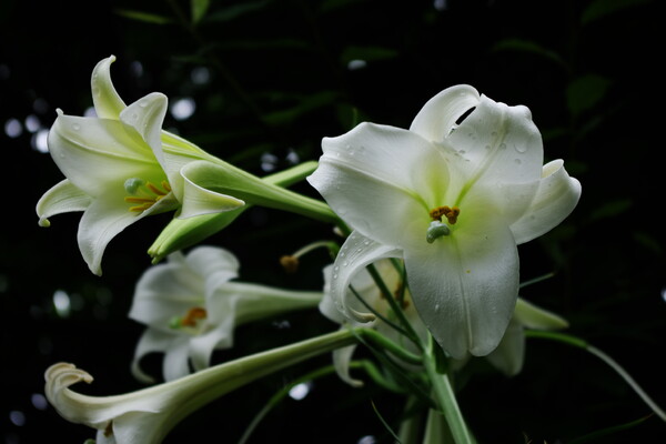 ユリの花