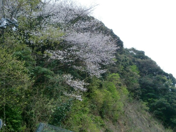 遅咲きの山桜!