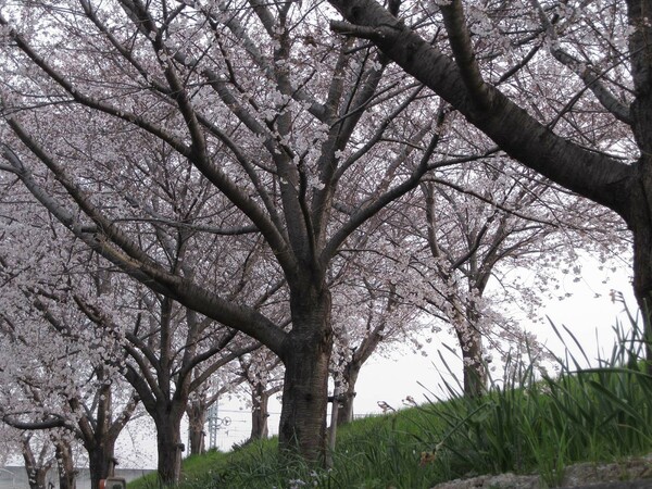 【おだやかに・・・春】桜起る朝