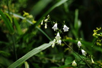 釣鐘形の白い花