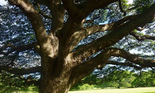 日立の樹