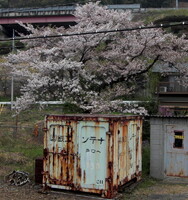 桜と国鉄コンテナ