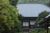 禅寺の雨2
