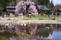 西光寺のしだれ桜