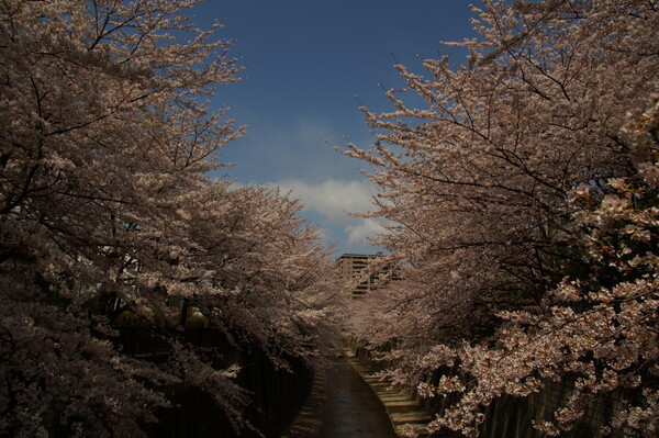 「春」桜満開。