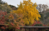 本土寺の黄