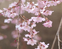 【おだやかに・・・春】 六義園枝垂れ桜