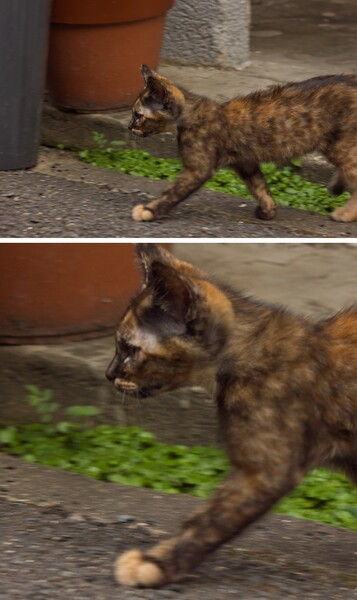 「子猫が歩く」ノイズは面白いなのテスト