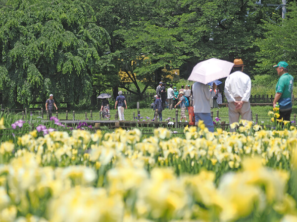 菖蒲まつり〜来ましたよ〜
