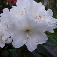 シャクナゲ（石楠花）の花