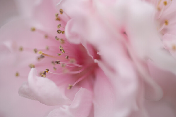 「春」スモモの花
