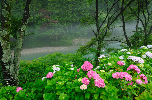 【花のある情景】雨に咲く花