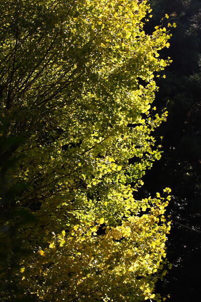 【木】黄金の樹