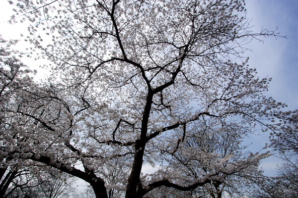 東京にも桜のシーズンがやってきたようですね。