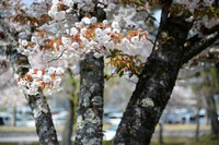 桜の風情