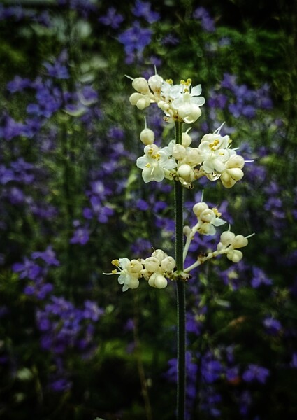 花園に