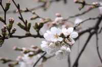 春雨に桜咲く