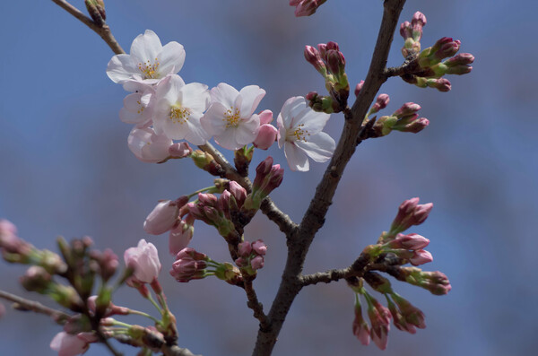 桜、咲き始めました