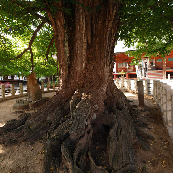 樹齢 1,250年