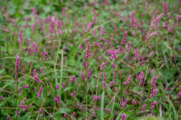 しっとりと、イヌタデ