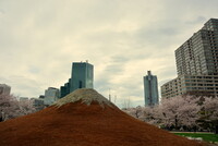 江戸富士と桜