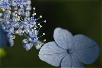 青い山紫陽花