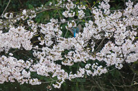 カワセミ桜