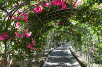 薔薇のトンネル
