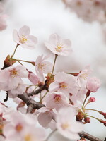 桜、晴れ晴れと