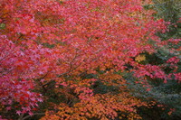 紅葉シーズンな京都で