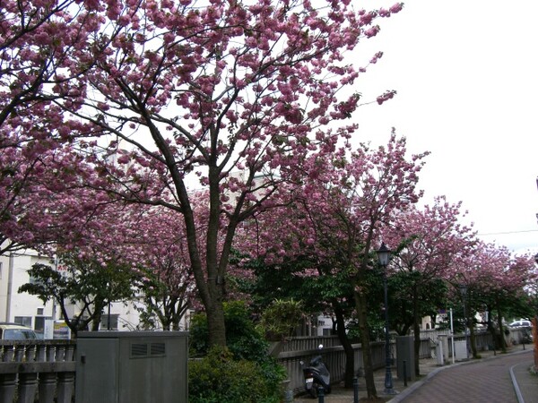熱海糸川遊歩道の「八重桜」１