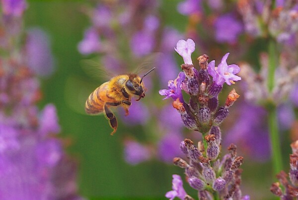 ミツバチの飛行