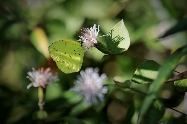 秋の虫（その２）キタキチョウ