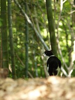 竹やぶに猫