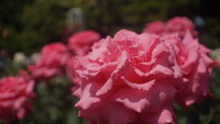古川庭園の春バラ