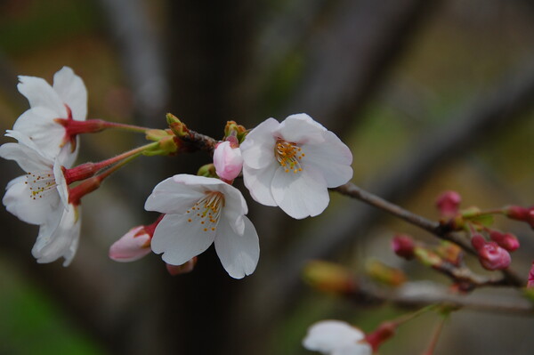 Ｄ４０の桜