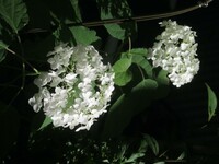 アナベル、白い小花紫陽花