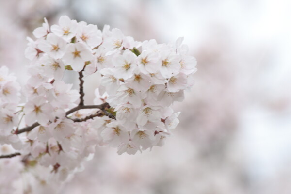 【淡彩】桜