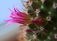 Bloom on cactus