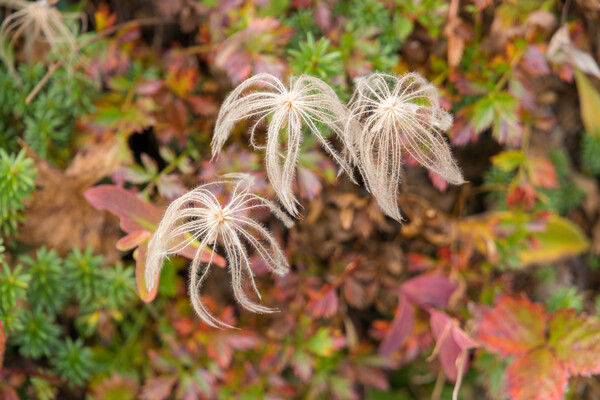 チングルマと草紅葉２