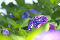 紫陽花の季節4