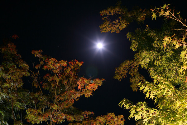 月と眺める紅葉(canon版)