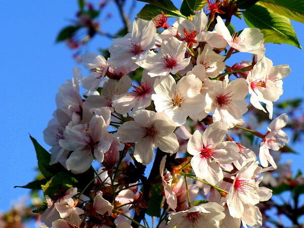 【光】朝の光を受ける山桜