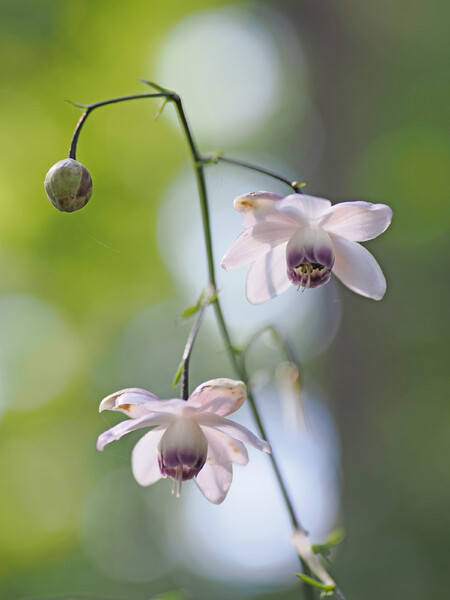 レンゲショウマ◎VARIO SUMMILUX25-50mm(2