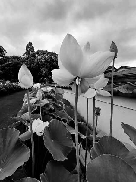 白花