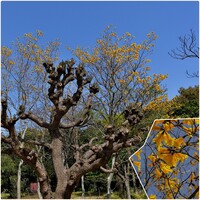 アメリカデゴの木とブラジルの国花