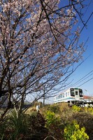 『春』早咲きの桜と
